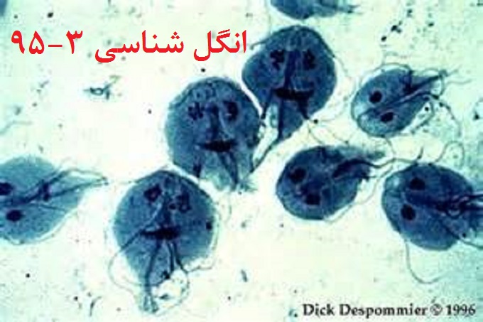 شرکت پیشگام ایرانیان